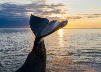 Китовая фотоохота на морях России: плывём за приключениями